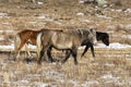 Three multi-colored horses graze on a winter pasture in the Altai mountains Royalty Free Stock Photo