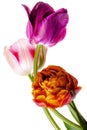 Multi colored tulip flowers isolated on a white background Royalty Free Stock Photo