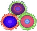 Three multi-colored zoanthus Royalty Free Stock Photo