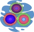 Three multi-colored zoanthus Royalty Free Stock Photo