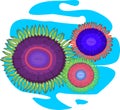 Three multi-colored zoanthus Royalty Free Stock Photo