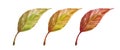 Three multicolored autumn apple leaves isolated on white background, top view. Minimal fall concept Royalty Free Stock Photo