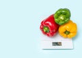 Three multicolored fresh yellow red green bell peppers with water droplets on kitchen scales on blue background Royalty Free Stock Photo