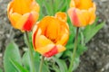 Three multicoloured tulips in the garden bed.