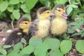 Three muscovy ducks or barbary ducks that have just hatched from eggs are learning to forage in the bush.