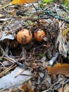 Three mushroom boletus under a layer of leaves and needles in the ground