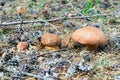 Three mushroom Borovik different sizes in the forest .