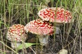 Three mushroom fly agaric grow in the forest