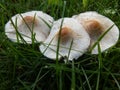 Three mushroom Royalty Free Stock Photo