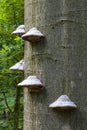 Three mushroom polyporus on big beech wood
