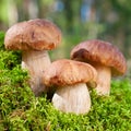 Three mushroom (porcini) on moss Royalty Free Stock Photo