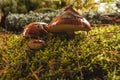 Three mushroom porcini on moss in forest. Royalty Free Stock Photo