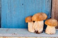 Three mushroom stand on wooden shelf