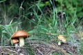 Three Mushroom Suillus grow in wood