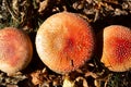 Three Mushrooms in the autumn forest among the fallen dry leaves Royalty Free Stock Photo