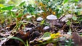 Three mushrooms in autumn woods