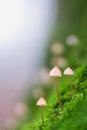 Three mushrooms in the forest on a tree trunk