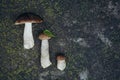 Three mushrooms on a gray background