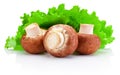 Three mushrooms and green leaves lettuce isolated on white