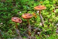 Three mushrooms