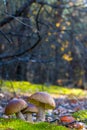 Three mushrooms growing in nature Royalty Free Stock Photo