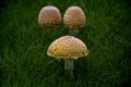 Three Mushrooms Growing in the Wild