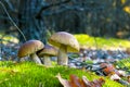 Three mushrooms grows in nature Royalty Free Stock Photo