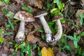 Three mushrooms laying on forest floor