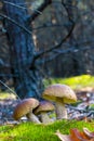 Three mushrooms in nature Royalty Free Stock Photo