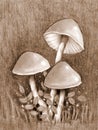 Three Mushrooms Sepia Drawing Botanical Illustration