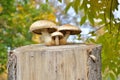 Three mushrooms on stump in autumn on background of leaves