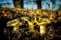 Three mushrooms Tricholoma equestre in pine forest closeup. Royalty Free Stock Photo