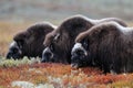 Three musk ox in autumn landscape Royalty Free Stock Photo