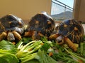 Three Musketeer Turle Eating Fresh Vegetable