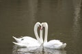 Three mute swan on the lake. Royalty Free Stock Photo