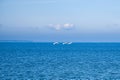 three mute swans in flight over the Baltic Sea. White plumage in the large birds Royalty Free Stock Photo