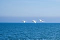 three mute swans in flight over the Baltic Sea. White plumage in the large birds Royalty Free Stock Photo
