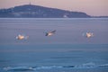 Three mute swans flying over the lake Balaton of Hungary in wintertime Royalty Free Stock Photo