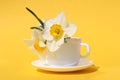 Three narcissus flowers stand in a white cup.