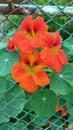 Three nasturtium flowers in full bloom