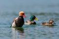 Three different colorful ducks in water in sunlight Royalty Free Stock Photo