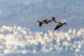 Three egyptian nile goose birds alopochen aegyptiaca flying, v