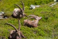 Three natural male alpine capra ibex capricorns sitting relaxed Royalty Free Stock Photo