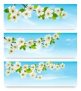 Three nature banners with blossoming tree brunch and blue sky