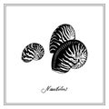 Three Nautilus Tiger Seashells. Black and white square card. Hand-ÃÂ²rawn collection of greeting cards. Vector illustration.