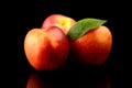 Three nectarines with leaf isolated on black