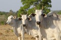 three nelore cattle looking at camera on pasture, white cow