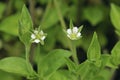 Three-nerved Sandwort Royalty Free Stock Photo