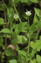 Three-nerved Sandwort Royalty Free Stock Photo