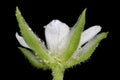 Three-Nerved Sandwort Moehringia trinervia. Flower Closeup Royalty Free Stock Photo